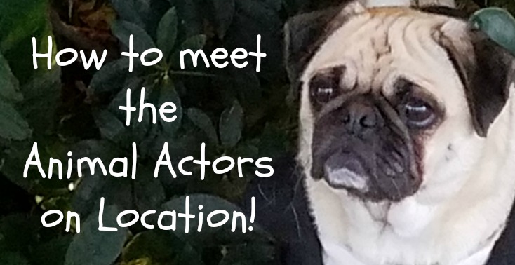 Animal actors on location - how to meet animal actors on location - Universal Studios - Universal Orlando Resort - UnofficialUniversal.com